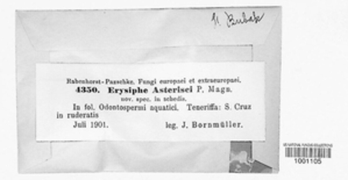 Erysiphe asterisci image